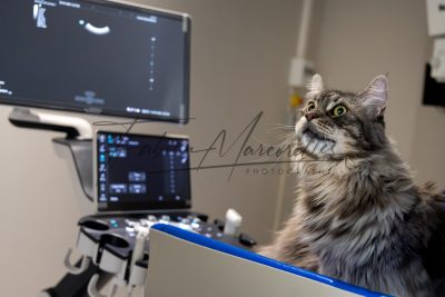 FMS-26-CliniqueVeterinaire-14